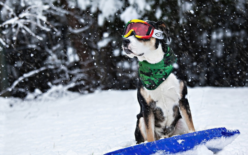 sized, dog, winter, coat, tricolor, short, 1080P, cool, snow, medium