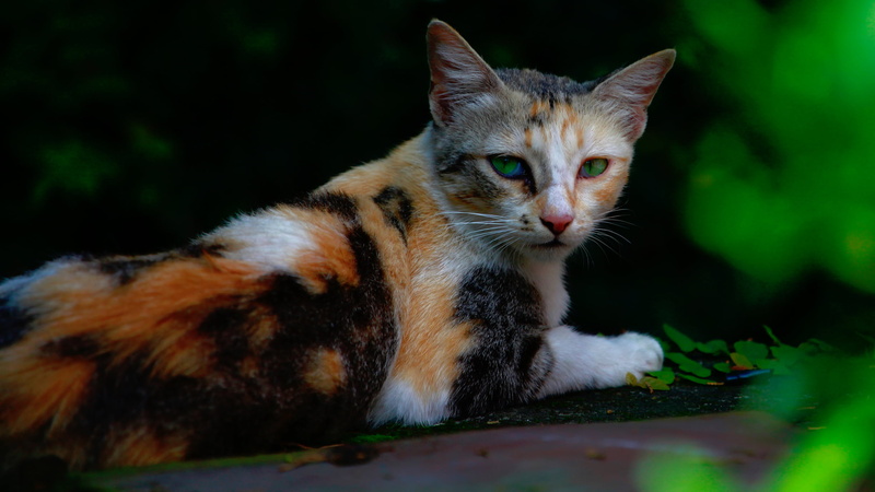 animal themes, animal head, animal, tricolor, relaxation, cat, outdoors, animal eye, animal body part, domestic animals, feline, pet, portrait, close-up