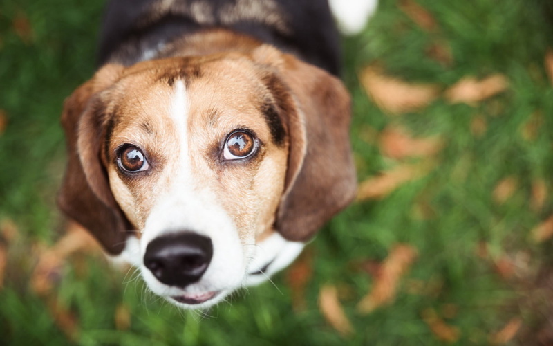 animal, whisker, grass, canine, pets, small, friendship, 720P, one Animal, looking at camera, adult, animal body part, nature, summer, animal Eye, animal mouth