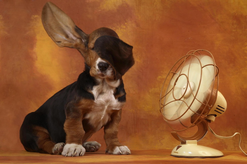 tricolor, dogs, photography, canine, basset, 1080P, high, animals, hound