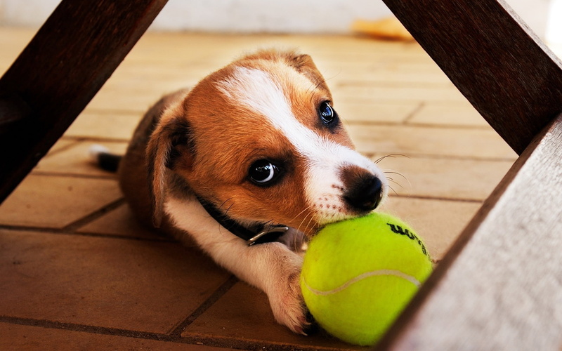 close, Retrieve, beagle, tricolor, puppy, Ball, 1080P, Dog