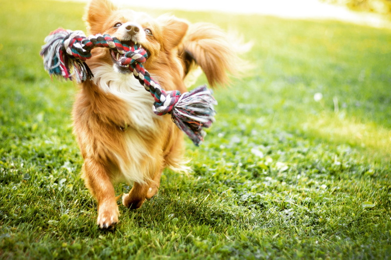 field, green color, outdoors, brown, animal, 1080P, animals, dog, animal themes, mammal, domestic animals, domestic, plant, vertebrate, pet collar, canine