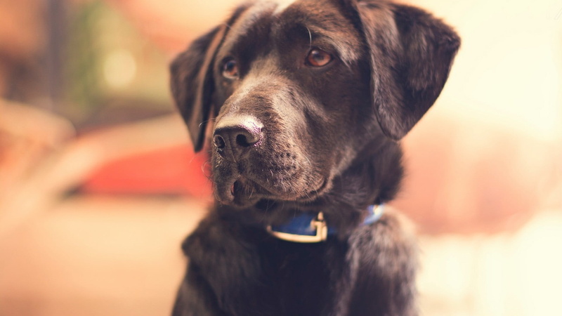 looking away, animal head, black, canine, no people, domestic, animal body part, portrait, one animal, domestic animals, dog, focus on foreground, animal themes