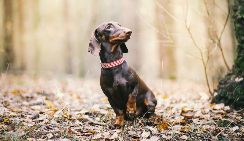 1080P, animal themes, dog, domestic, day, vertebrate, purebred dog, animals, mammal, one animal, land, looking away, collar, looking, pet collar, focus on foreground