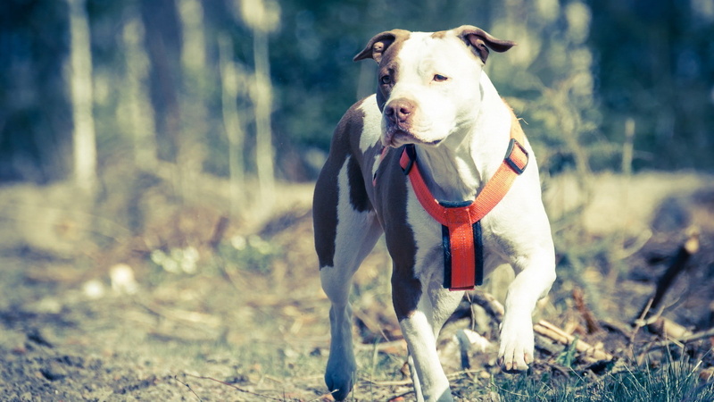 animal, one animal, domestic, mammal, 1080P, no people, vertebrate, portrait, focus on foreground, outdoors, day, standing, collar, pets, domestic animals