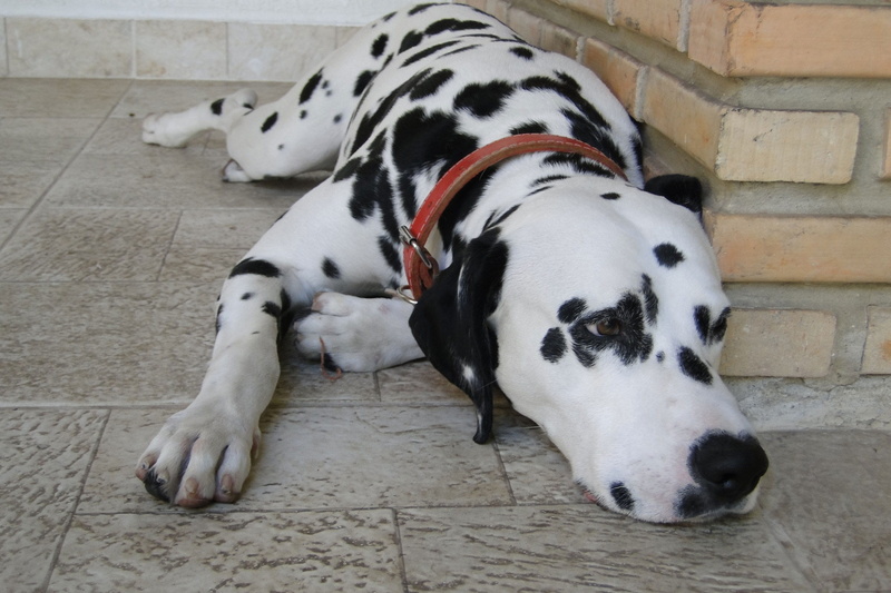 spotted, animal themes, danes, domestic animals, spots, dog, german, no people, shepherds, one animal, dalmatians, sleeping, haired, pets, dobermans, flooring