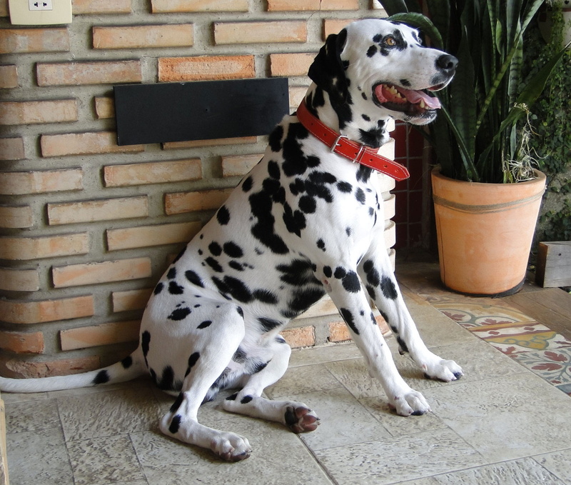 good dog, mammal, spotted, chow, wall - building feature, well, rottweilers, breeds, sitting, no people, domestic animals, rn, brick, short, animal themes