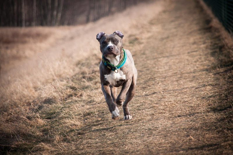 meadow, motion, one animal, running, pitbull, on the move, amstaff, race, outdoors, mood, animal themes, mammal, speed, domestic, 2K, nature, collar, full length