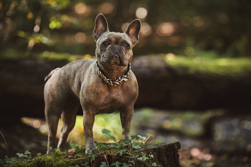cute, dog, canine, nature, grass, french Bulldog, animal, day, collar, looking at camera, vertebrate, pet collar, young Animal, purebred Dog, animal themes