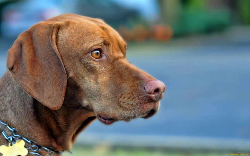 close-up, pet collar, profile, canine, day, domestic animals, pets, looking, animal body part, eyes, collar, domestic, vizsla, mammal, brown, vertebrate