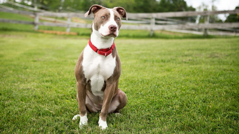 collar, domestic animals, dog, field, animal themes, mammal, land, day, 2K, canine, domestic, grass, picture of american staffordshire terrier dog, one animal