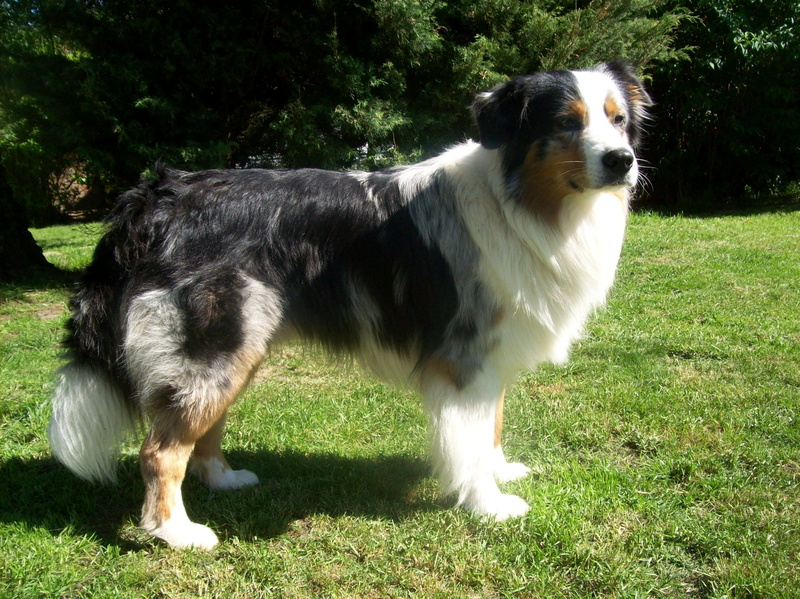 purebred Dog, plant, outdoors, animal themes, one Animal, portrait, sheepdog, standing, 2K, no People, black, looking, adult, day, vertebrate, sunlight