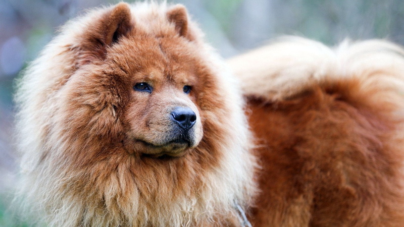 young animal, chow, cute, brown, animal hair, no people, dog, adult, hair, animals, looking at camera, animal, animal body part, close-up, focus on foreground