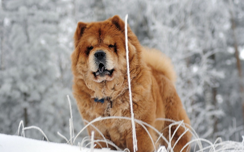 dog, vertebrate, pets, brown, no people, chow, 1080P, day, cold - Temperature, animal themes, looking, nature, fat, adult, forest, face, snowing, puppy