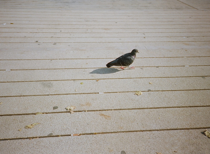pigeon, outside, no people, vertebrate, wildlife, footpath, lisbon, portra, one animal, animal themes, high angle view, animals in the wild, candid, film