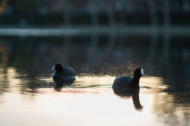 water bird, outdoors, 5K, selective focus, water, bird, portra, vertebrate, animal wildlife, day, animal themes, pond, freshwater bird, ducks, group of animals