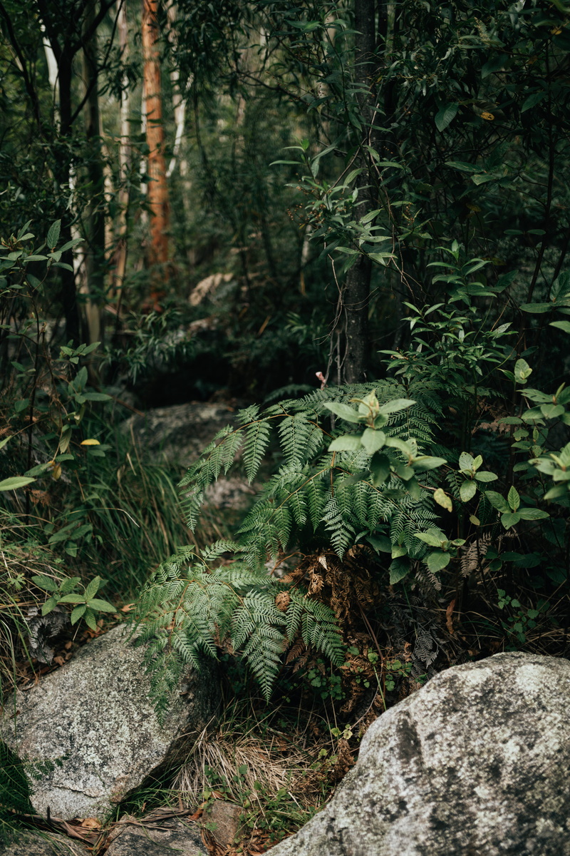 green photo, tropical forest, 35mm, solid, kodak film, nature print, beauty in nature, rock, 5K, day, nature, tranquility, rock - object, growth, no people