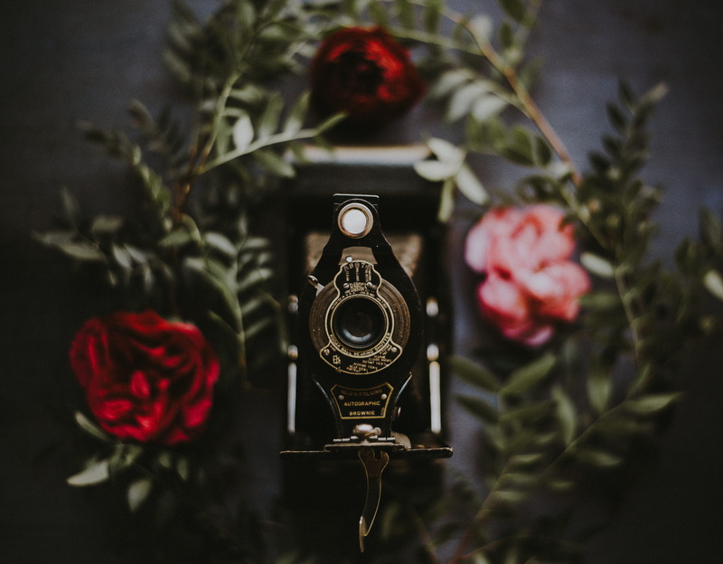 photography, freshness, no people, brownie, camera, rose, plant, shallow, arts culture and entertainment, focus on foreground, kodak, indoors, plant part