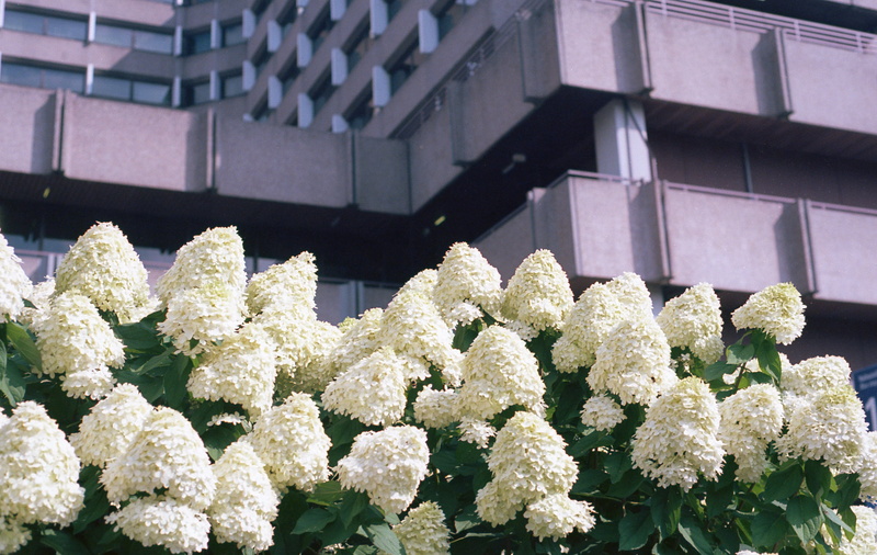 flower, flowers, shot on film, flowering plant, vulnerability, analog, kodak, built structure, 35mm, abundance, low angle view, urban, architecture, outdoors