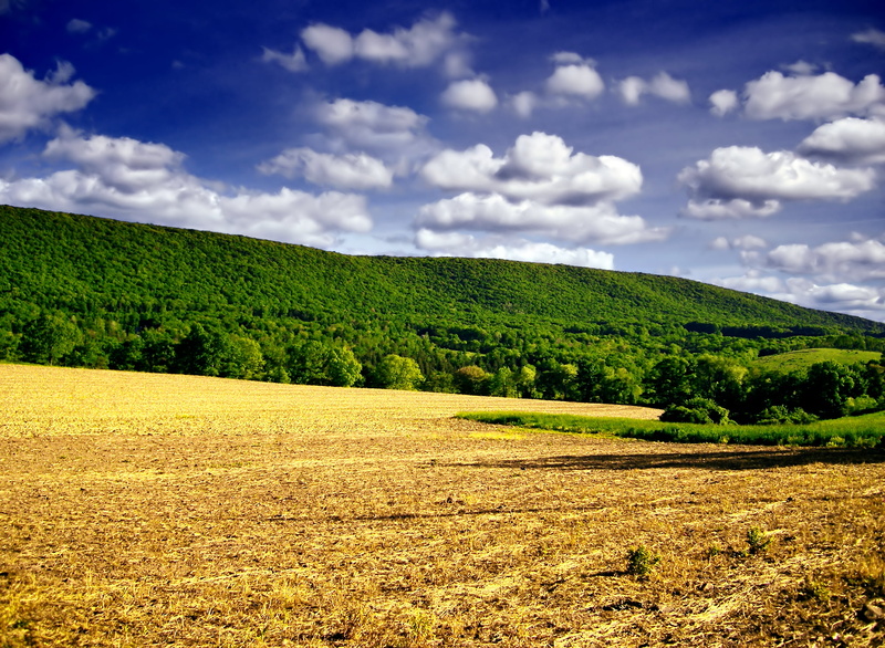 agriculture, spring, europe, cumulus, plantation, forest, outdoors, Line, landscape, daytime, rural, meadow, creative commons, farm, blue, environment