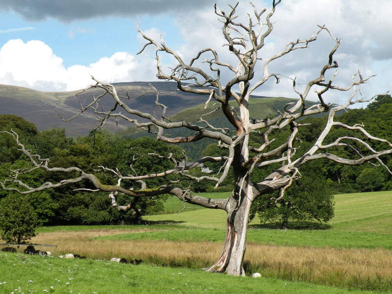 daytime, dead tree, land, outdoors, cloud - sky, growth, lightning, green mountains, no people, tranquility, green color, cloudy, tree, 720P, nature, non-urban scene