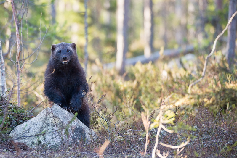 wild, mammal, focus, vertebrate, legged, sitting, animals in the wild, finland, branch, grey, wildlife, land, landscape, forest, brown, animal, plant, outdoors