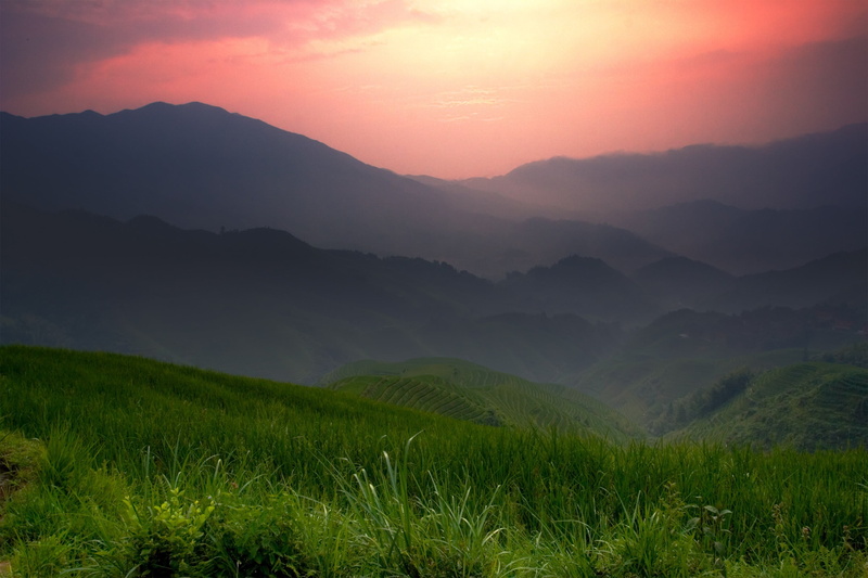 plantation, scenics - nature, landscape, environment, tranquil scene, grass, agriculture, mountain, green, 2K, tea crop, outdoors, no people, beauty in nature