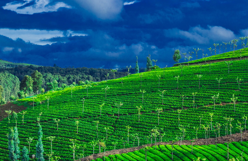 growth, no people, 4K, environment, crop, tea garden, sky, weather, tranquil scene, scenics - nature, tea crop, tranquility, outdoors, rural scene, field