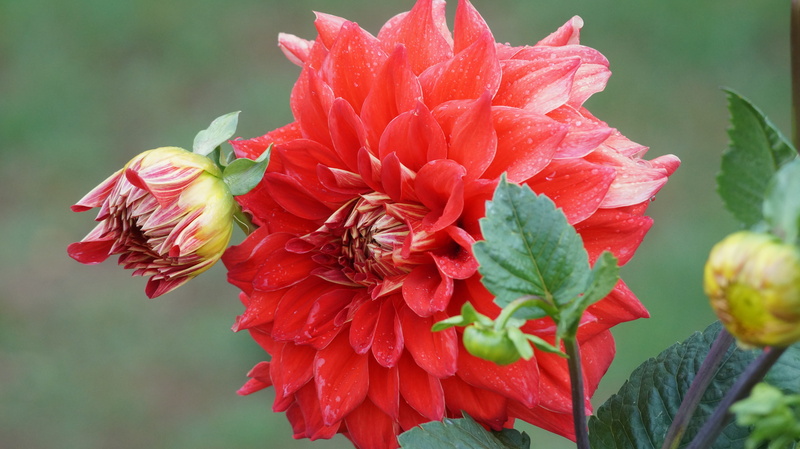 petal, day, plant, dahlia, freshness, ooty, flowering plant, flower head, green, forest, vulnerability, focus on foreground, government botanical garden