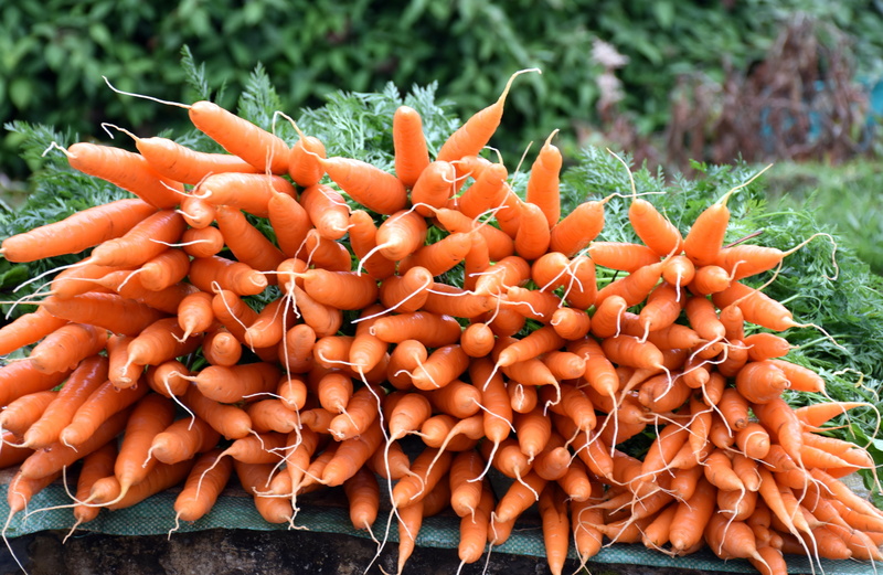 agriculture, organic, heap, vegetarian food, ooty, bunch, carrots, no people, day, fresh, outdoors, food and drink, market, 5K, healthy eating, gardening
