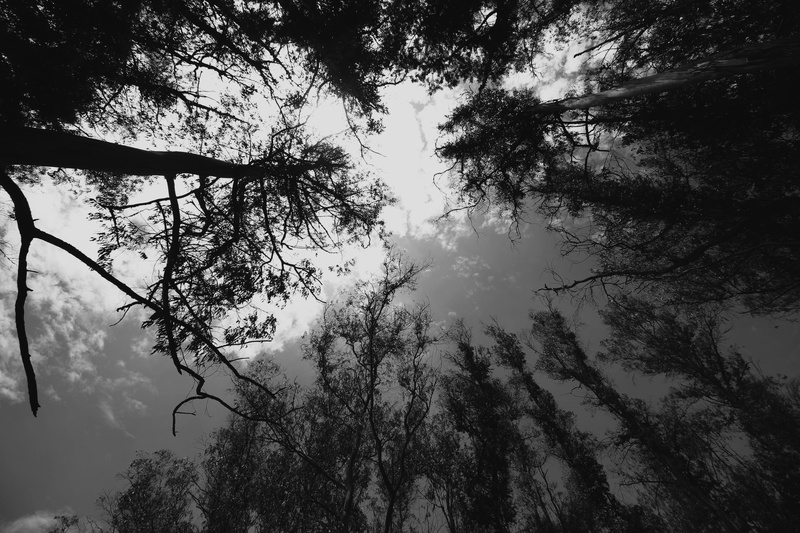 nature, cloud - sky, silhouette, day, forest, tranquil scene, plant, scenics - nature, tranquility, growth, trunk, india, sky, no people, branch, outdoors