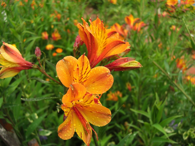 Alstroemeria, tiger  lillies, Orange, petaled, com, 2K, stream, flower, ooty, Flames, nature, india, vacation, plant, close, swami, photo, leaf, yellow