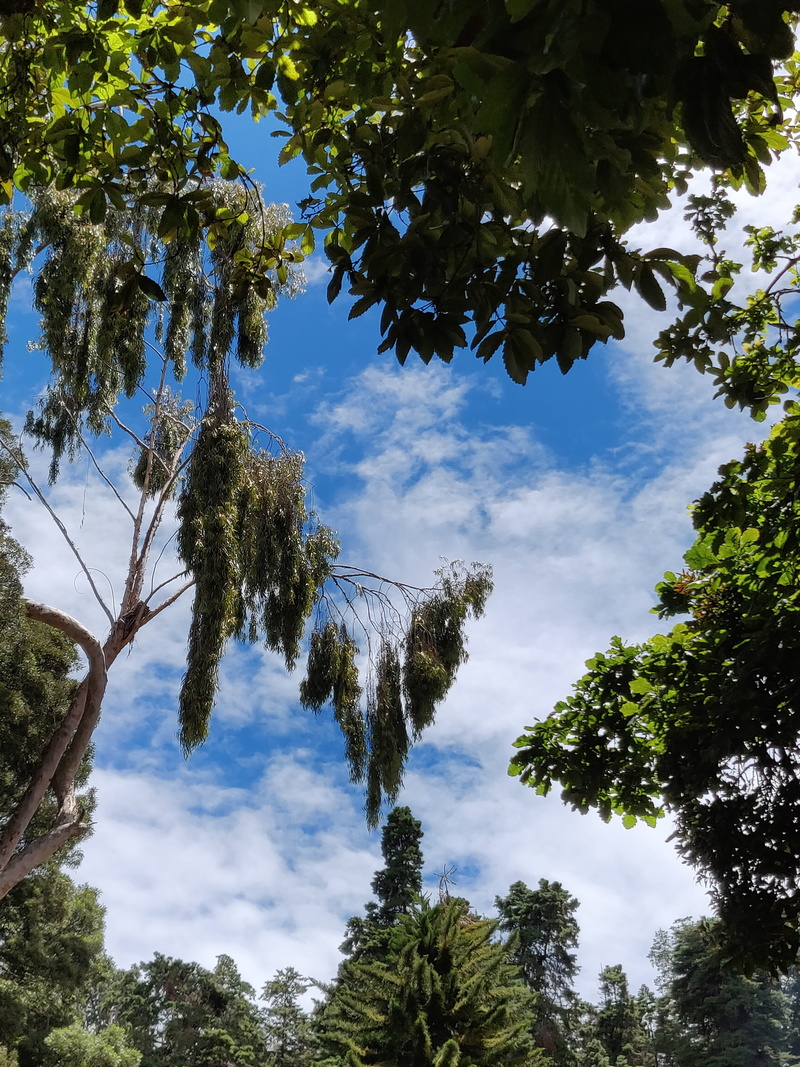 growth, india, trunk, tranquil scene, leaf, sky, tree canopy, tree, idyllic, low angle view, no people, beauty in nature, branch, scenics - nature, plant