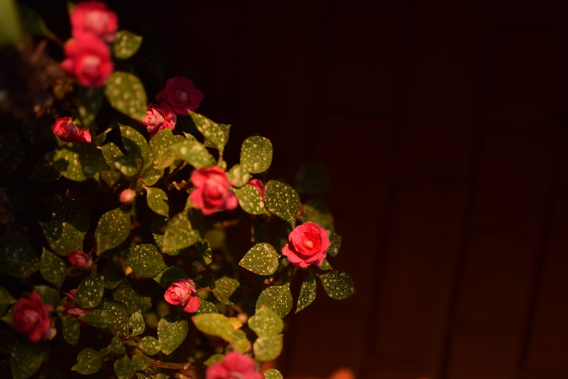 freshness, no people, beauty in nature, wealth, large group of objects, close-up, red, plant, fresh, nature, shiny, studio shot, ooty, india, decoration