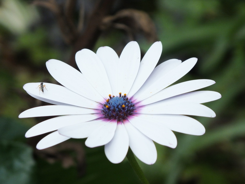 focus on foreground, flora, ooty, white color, fragility, garden, flower head, bud, flower, petal, flowering plant, vulnerability, flowers, inflorescence