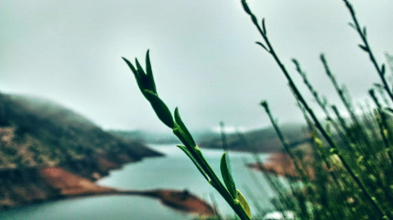leaf, close-up, growth, raindrop, plant, drop, tranquility, nature, beauty in nature, dew, lake, 2K, focus on foreground, bushes, wet, outdoors, no people