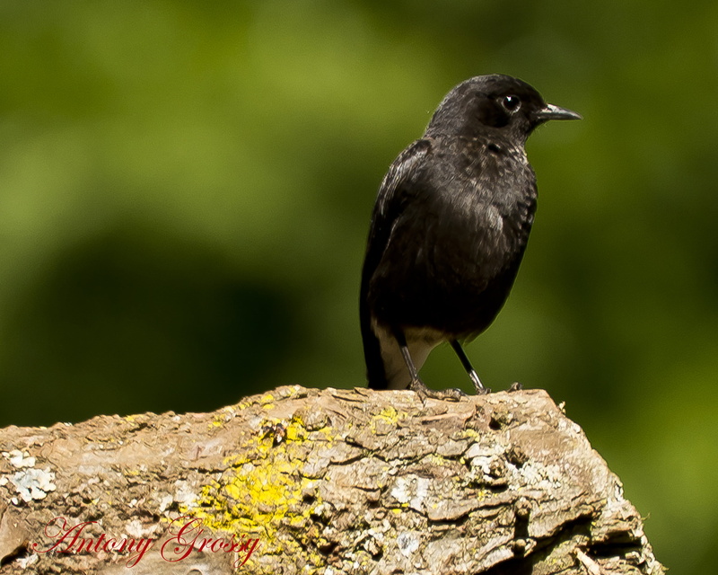 Wild  “wild  life, passerine, nature, photography, selective focus, Black Bird, Birding, animal, Tropical, 2K, beak, bird, animals In The Wild, Turdidae