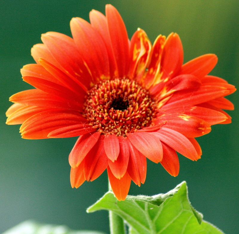 ooty, Macro, daisy, com, orange  flower, stream, canon  xti, swami, plant, nature, home, 720P, flower Head, flowers, gerbera Daisy, red, balcony, udagamandalam