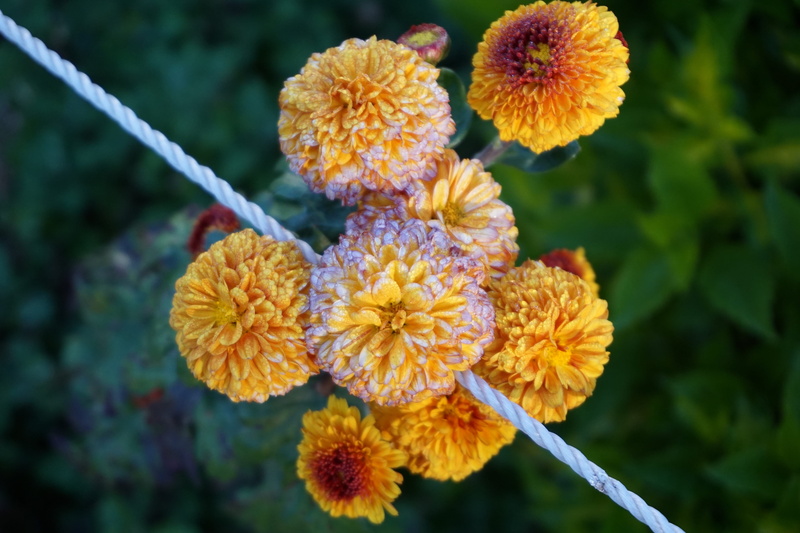 growth, freshness, day, india, beauty in nature, focus on foreground, botany, plant stem, nature, yellow, vulnerability, coimbatore, fragility, #flowers