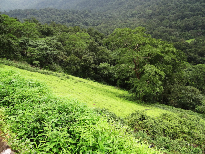 tree, no people, day, land, non-urban scene, scenery, scenics - nature, foliage, tranquil scene, outdoor, natural, tranquility, western ghats, idyllic