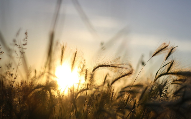 freshness, back Lit, rural Scene, backgrounds, no People, crop, land, beauty In Nature, sunny, day, landscape, seed, grass, shallow, bright, springtime