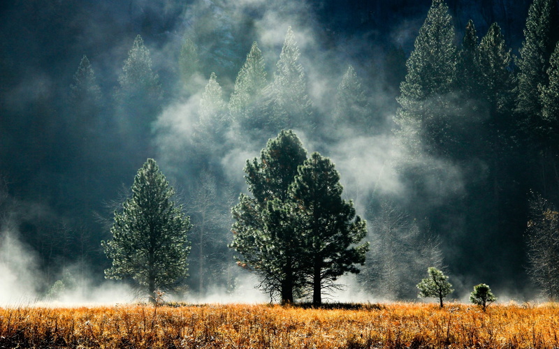 sunlight, land, forest, plant, trees, grass, fog, landscape, scenics - nature, power in nature, pine tree, non-urban scene, environment, fire - natural phenomenon