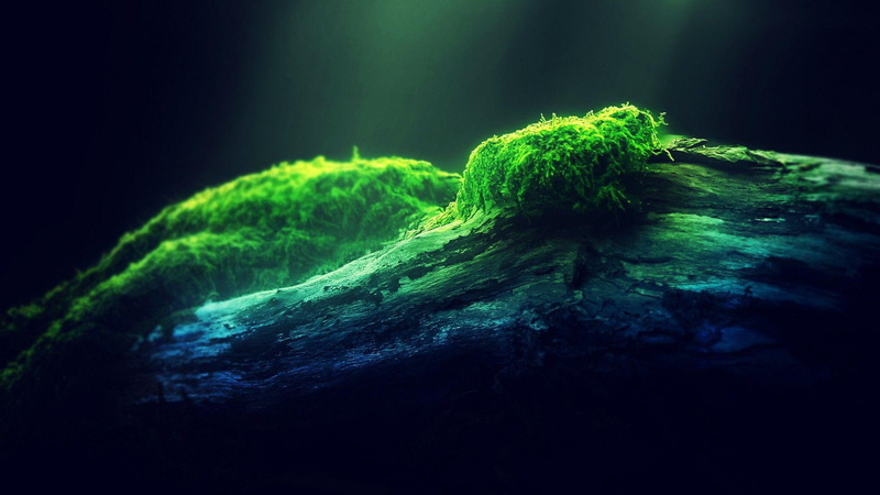 green, moss, nature, depth of field, depth, 1080P, green and blue, trees, field