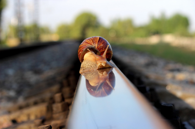 animals, snail, reflection, day, macro, food and drink, fruit, track, human body part, transportation, rail transportation, 2K, healthy eating, selective focus