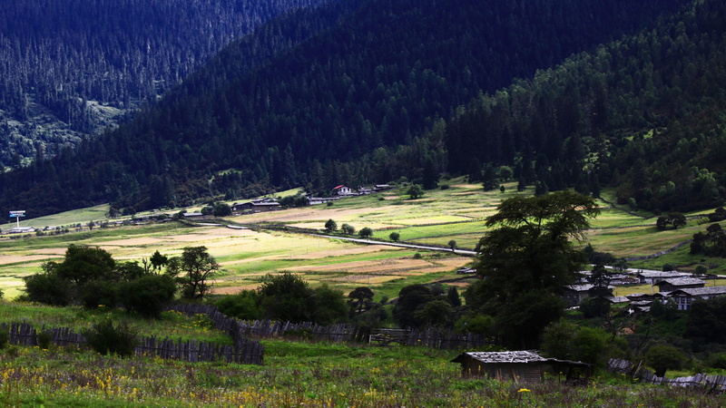 plant, valley, nature, pasture, house, architecture, tranquil scene, forest, rural area, wilderness, growth, outdoors, environment, mountain village, mountain