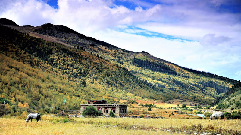 sacred, garze, autumn, non-urban scene, grass, built structure, tibetan plateau, cloud - sky, beauty in nature, green color, environment, lithang, plant