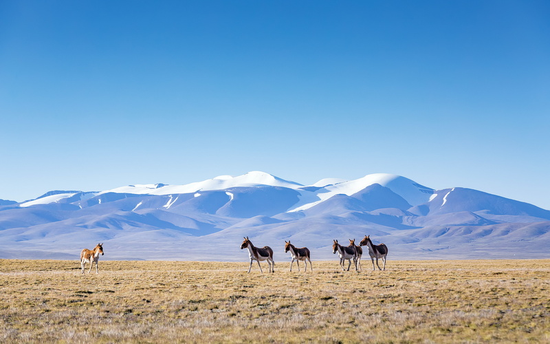 snowcapped mountain, land, animal themes, no people, qinghai, landscape, outdoors, sky, winter, environment, mountain range, tibet, wildlife, mountain