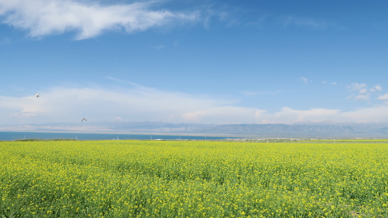 cloud - sky, day, sky, idyllic, qinghai lake, plantation, agriculture, rape, tranquility, tranquil scene, environment, rural scene, field, flowering plant
