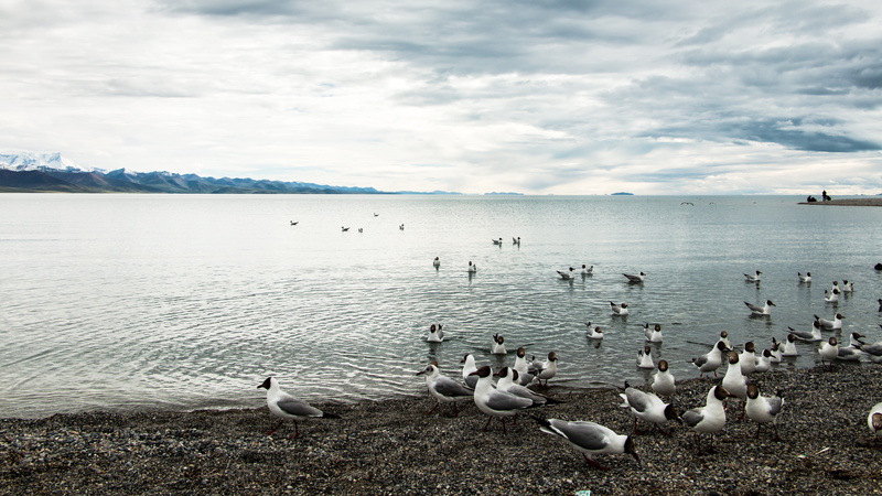 animal themes, the qinghai-tibet plateau, sky, flock of birds, day, no people, water, the scenery, seagull, Tibet, animal, beauty in nature, bird, animal wildlife