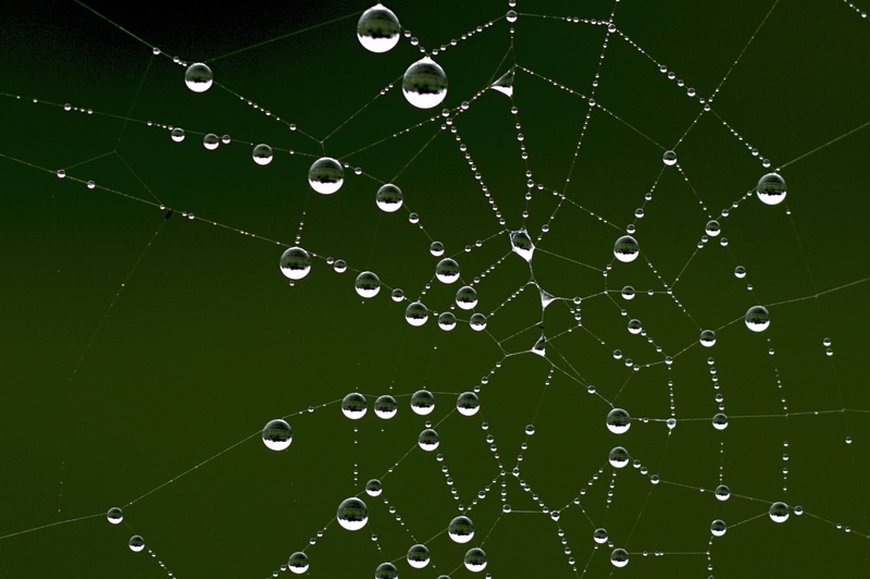 close, spider webs, focus on foreground, morgentau, spider, backgrounds, network, water, raindrop, 4K, green color, cobweb, spider web, purity, droplets